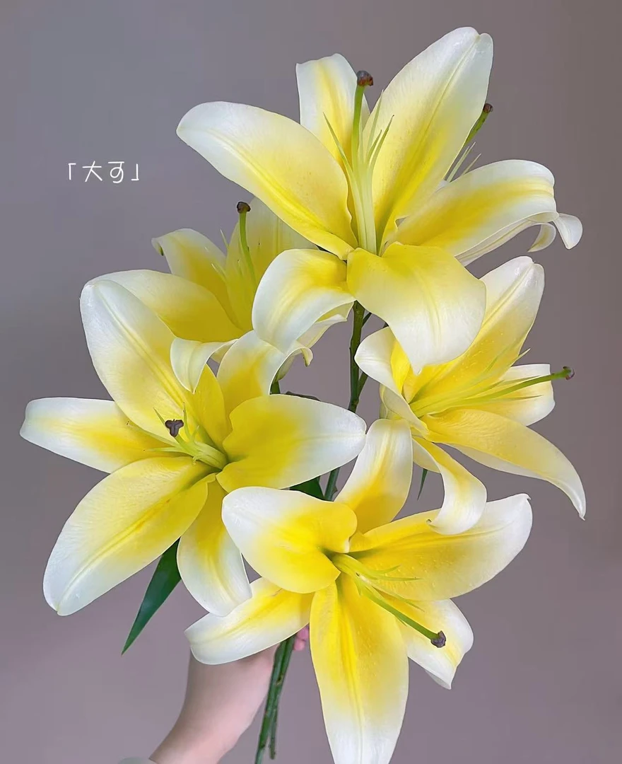 【黄金甲】香水百合水养鲜花居家鲜花云南基地直发