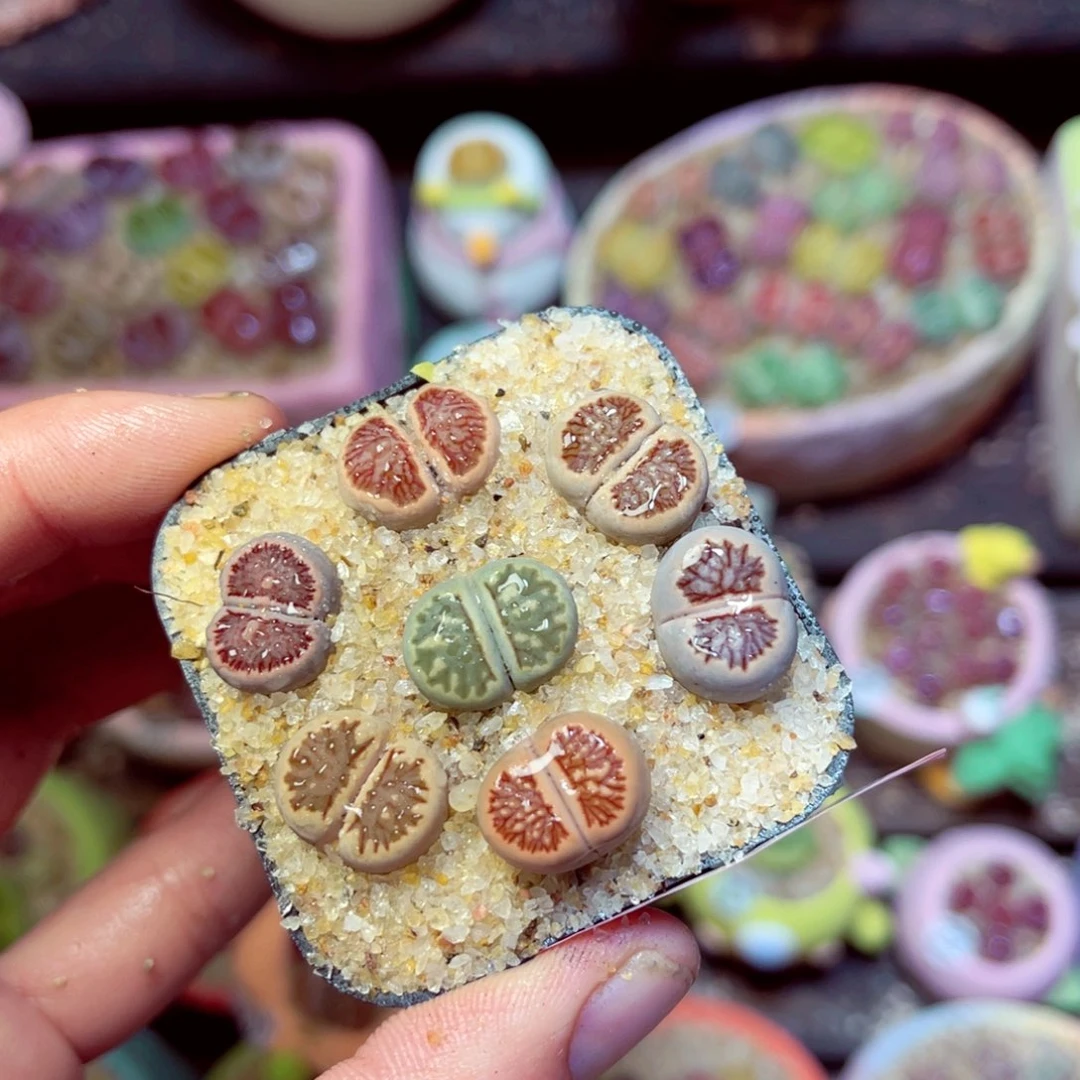 199生石花带盆发1