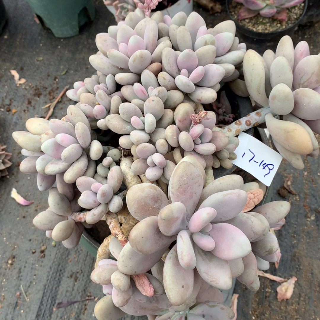 桃蛋一物一拍17-149