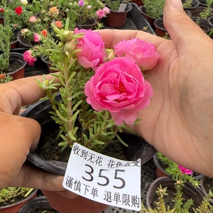 无花朵355超小苗盆口10cm