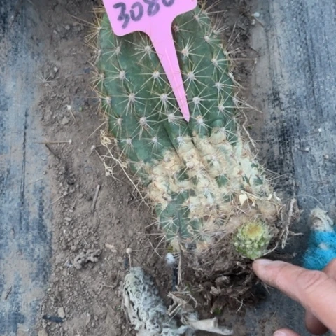 清清46有斑介意勿拍3080