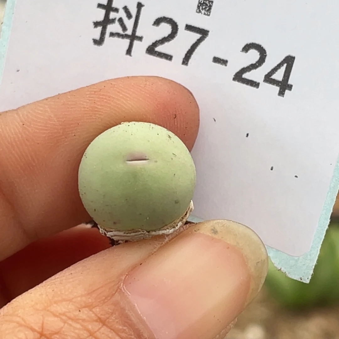 27-24红嘴鸽子蛋多肉植物