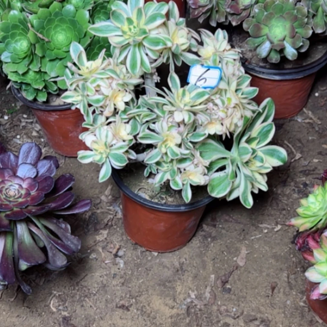 【闪购商品】多肉植物砍过艳姿6