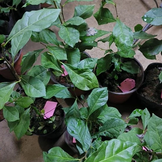 无花朵玉枣金弹子嫁接