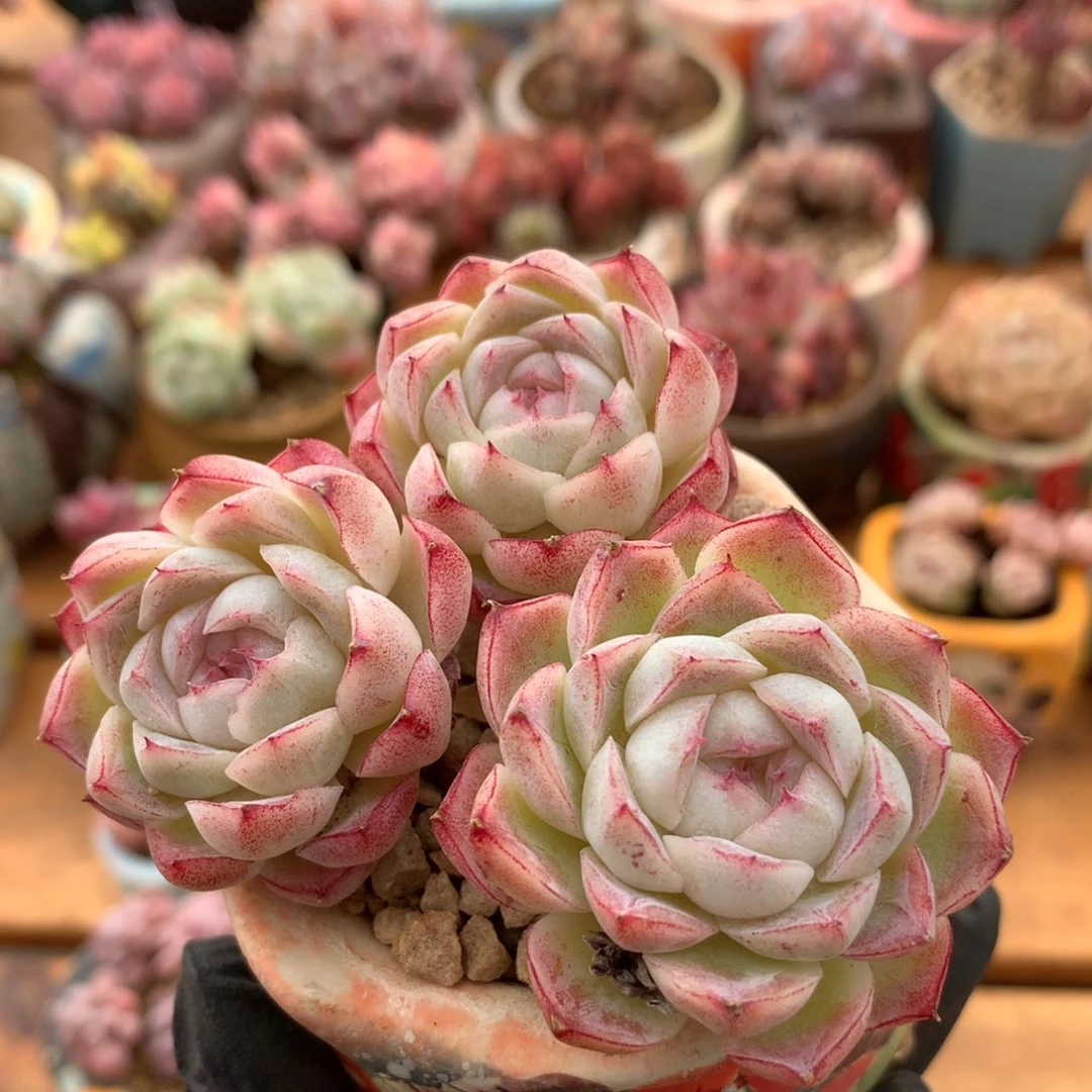 女王一物一拍 053