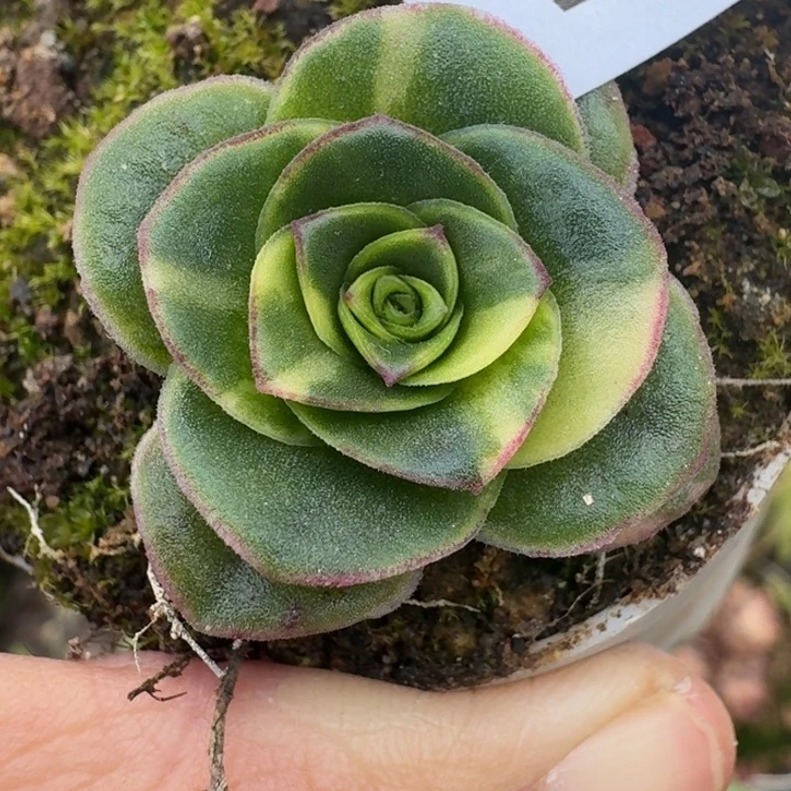 朱023。 至耀龙珠锦