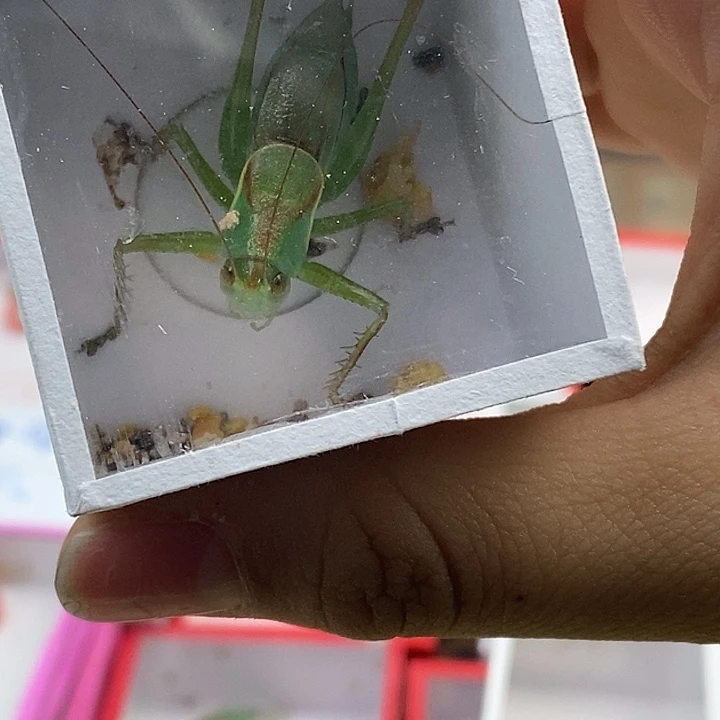 贾姐家翠绿扎嘴一只