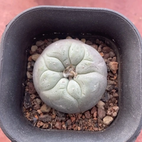 实生鱼单4仙人球