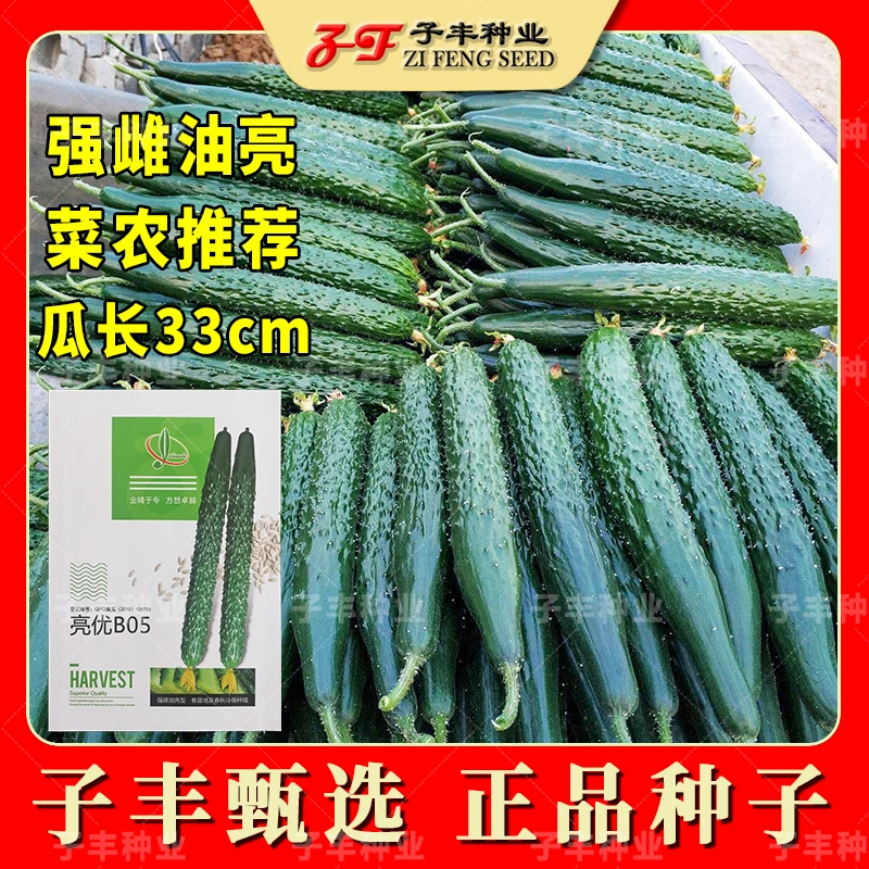 夏季耐热黄瓜种子亮优B05强雌黑绿油亮绿瓤春秋密刺黄瓜籽蔬菜种