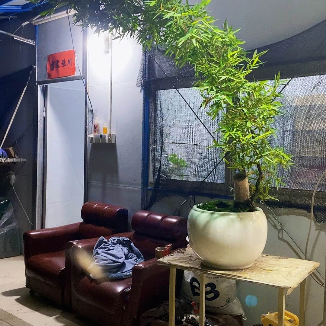 无*小叶簕竹一物一拍