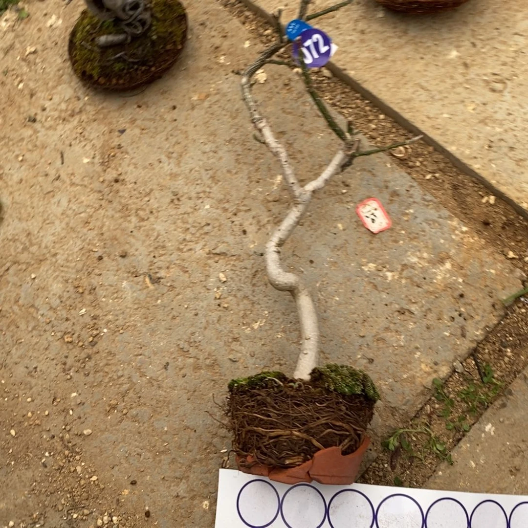 红陶鸡***！红红火火过大年072