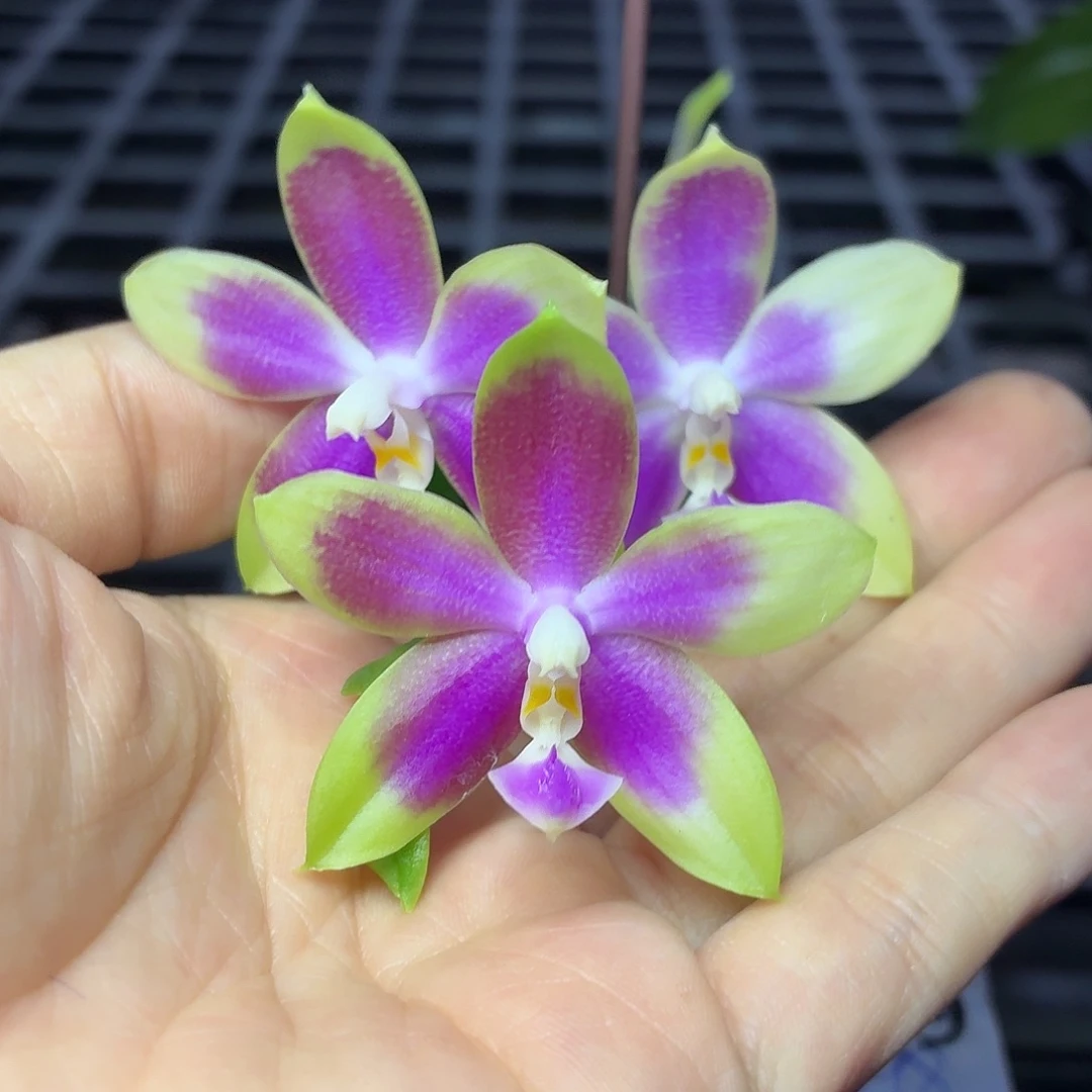 当前无花朵，栽培后可花朵A529yss1233