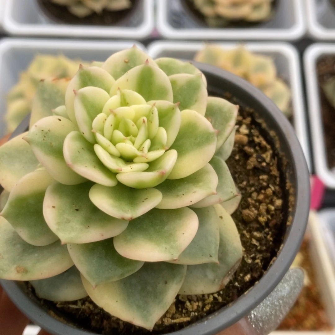 477蜡牡丹锦锦锦锦锦锦