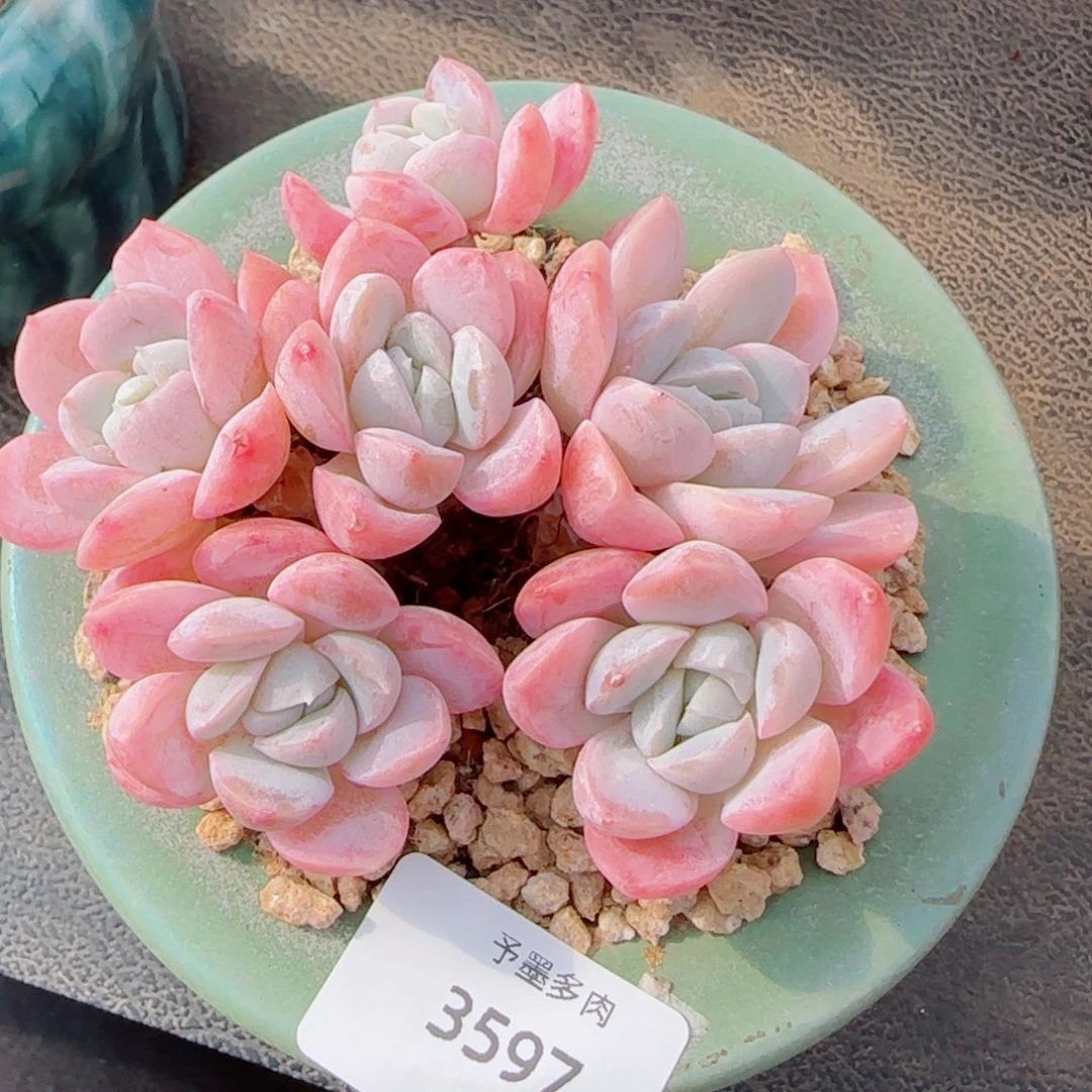 长杆粉胖虎，3597多肉植物