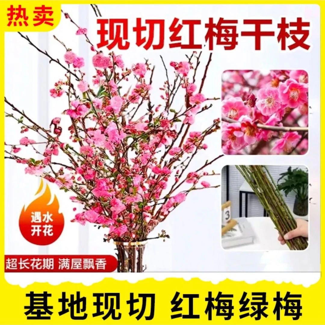 【遇水开花】新年装饰梅花枝遇水开花冬季室内水培梅干枝年宵花卉
