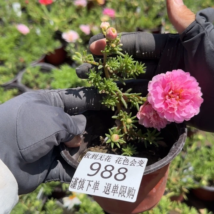 全部花朵988超小苗盆口10cm