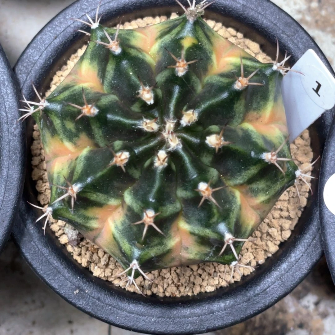 当前无花朵，栽培后可花朵钻石梦