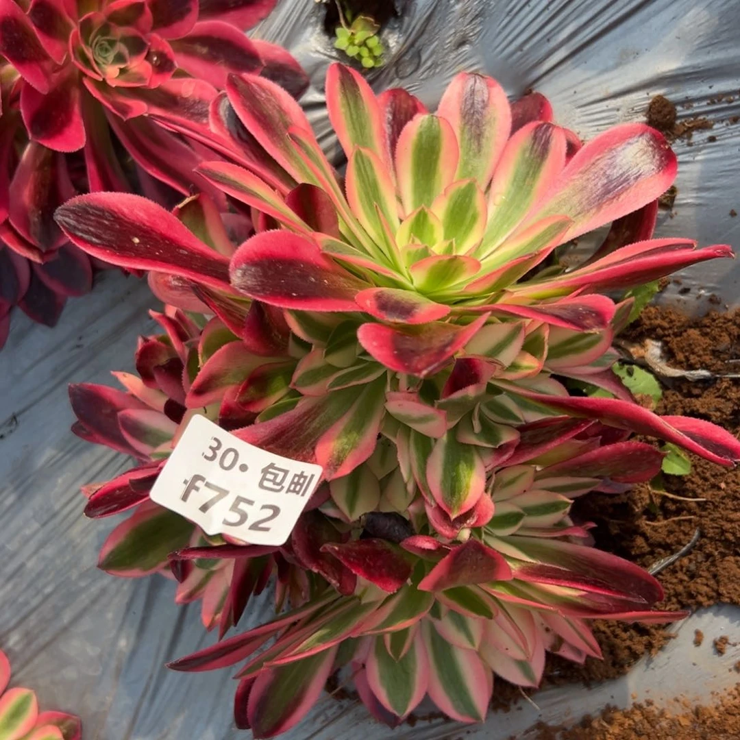 752女郎多肉法师