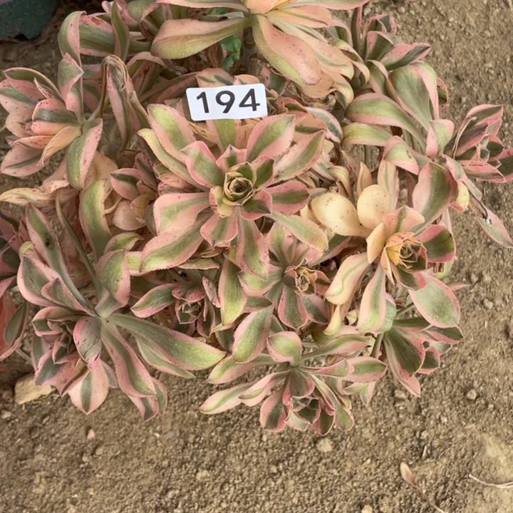 林***丽无花朵194多肉植物燕姿锦