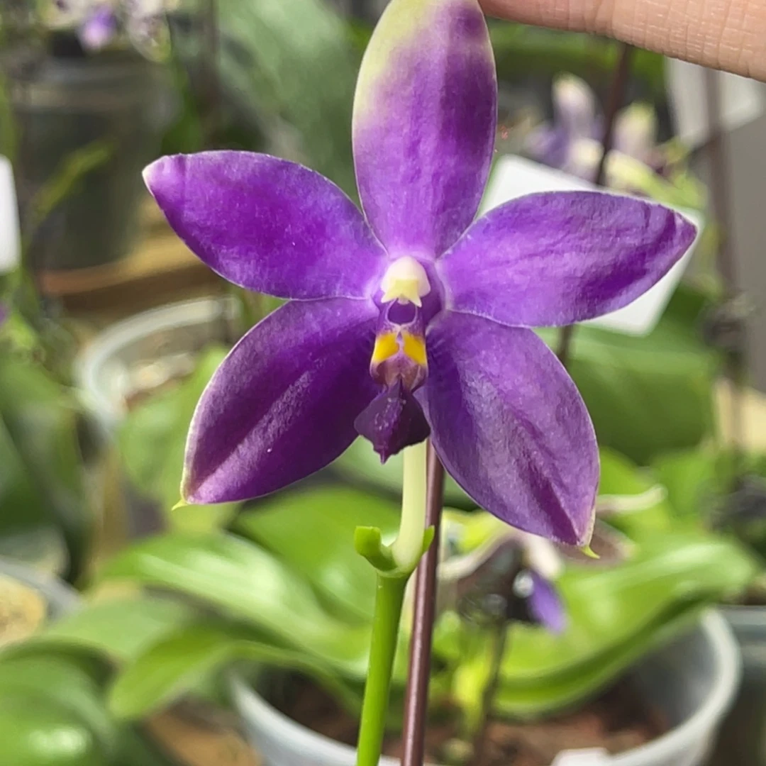 完全开放柳林3604-1384