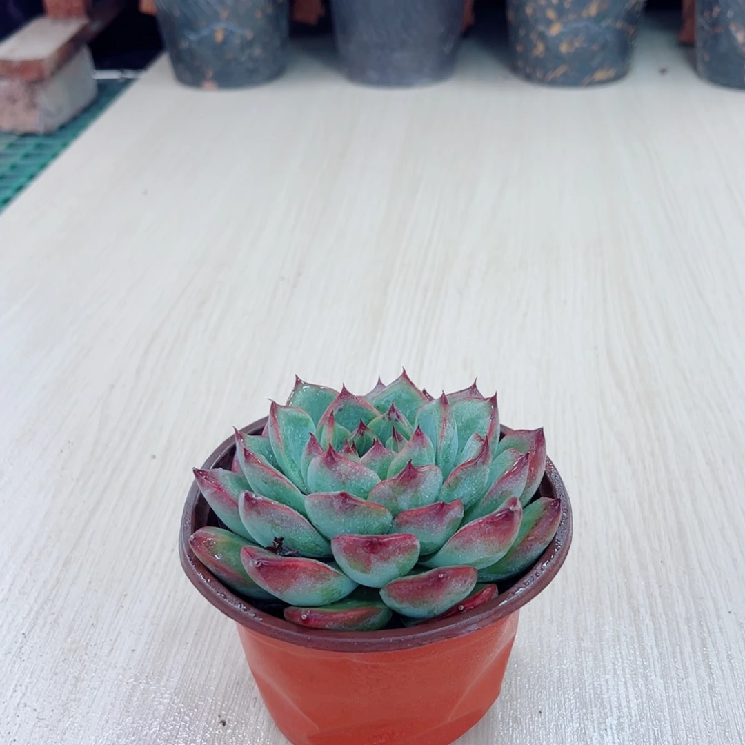 多肉植物 篝火110