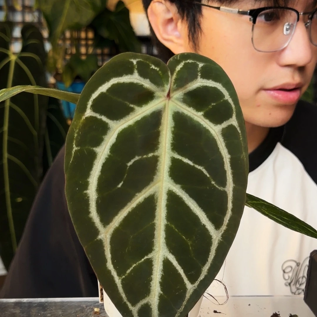 完全开放G53  红铜杂撕裂纹