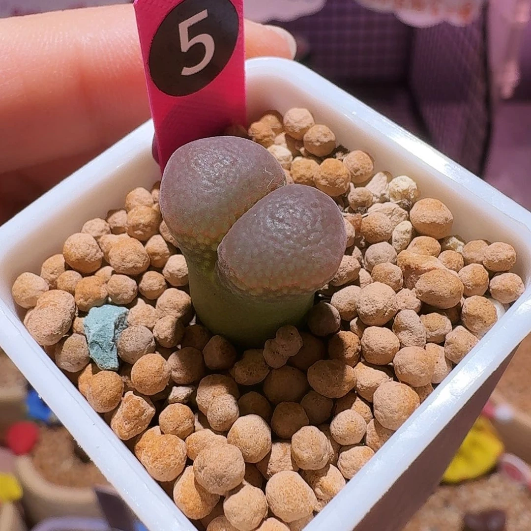 福利好看风铃捡漏5