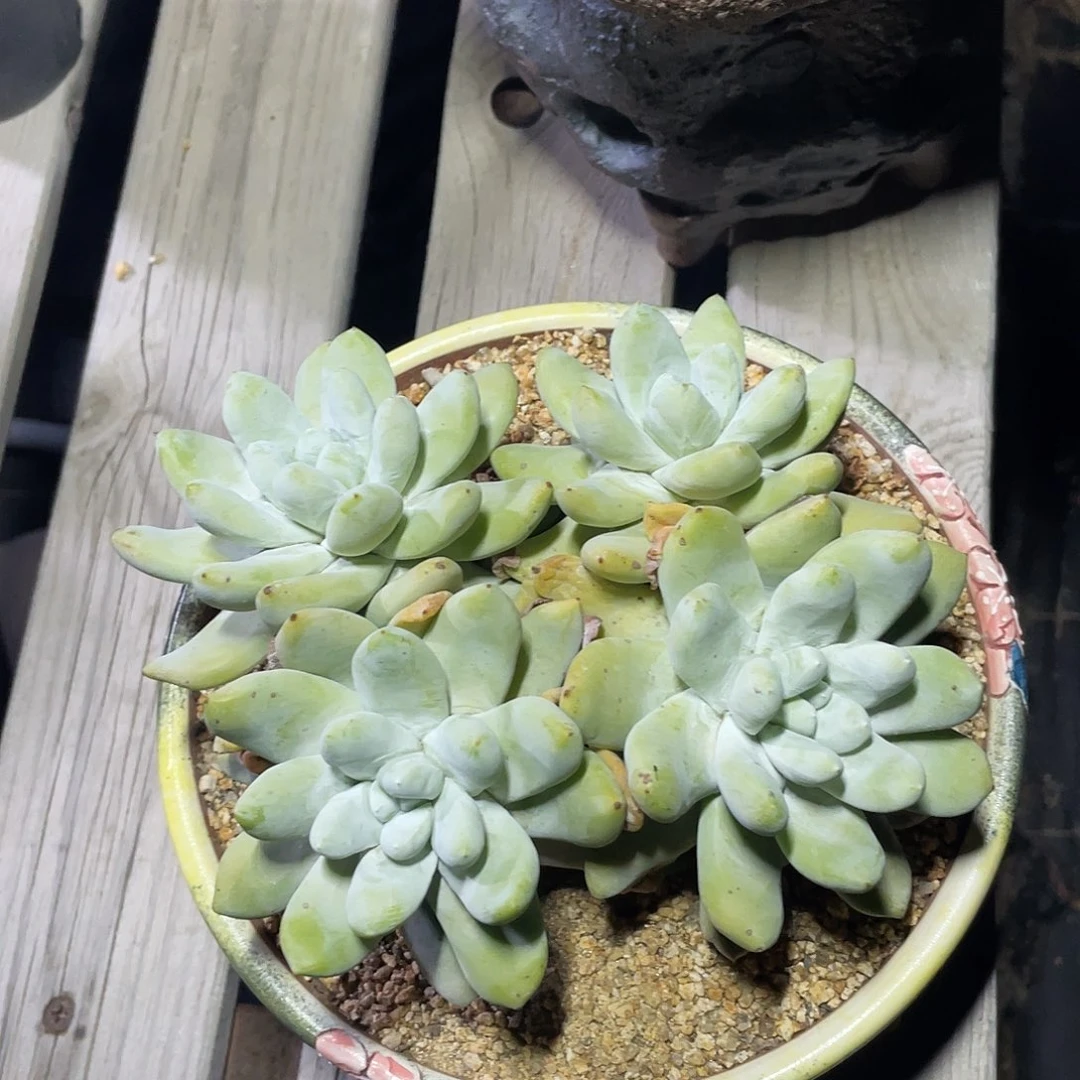 拇指帕奇飞图仙女杯