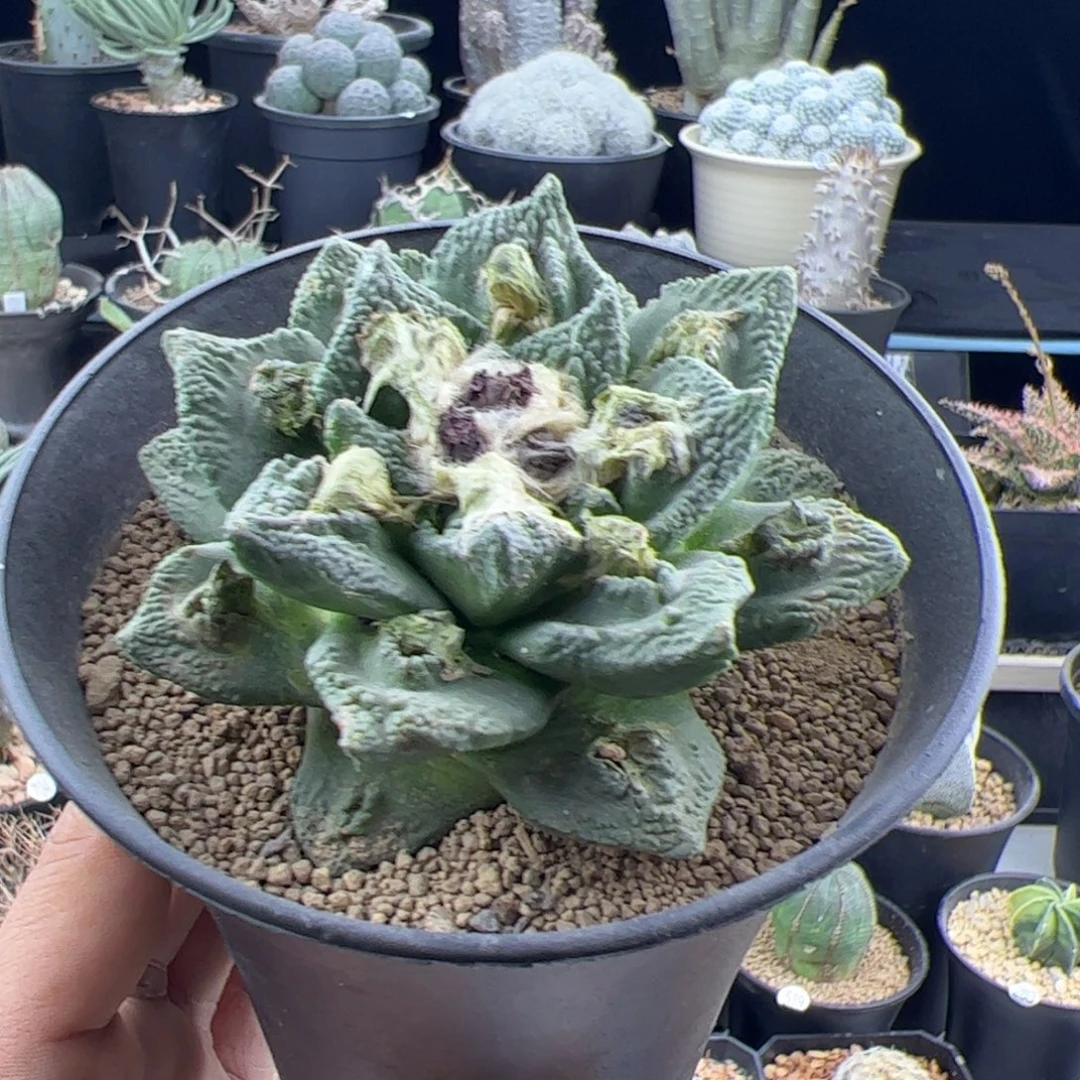 牡丹自根8.5一物一拍