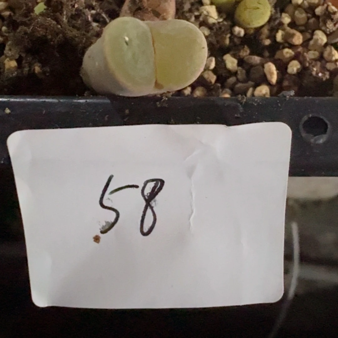 一****团58.......多肉.....