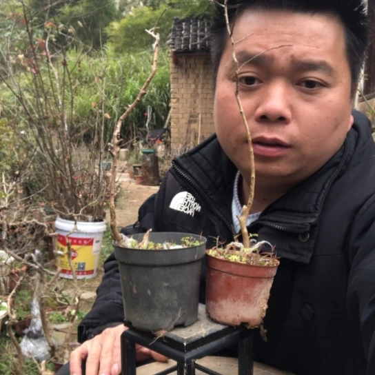 无花朵盆景盆栽（不退不换不包成活率）