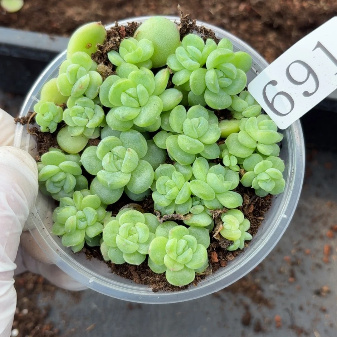 多肉植物多肉植物691