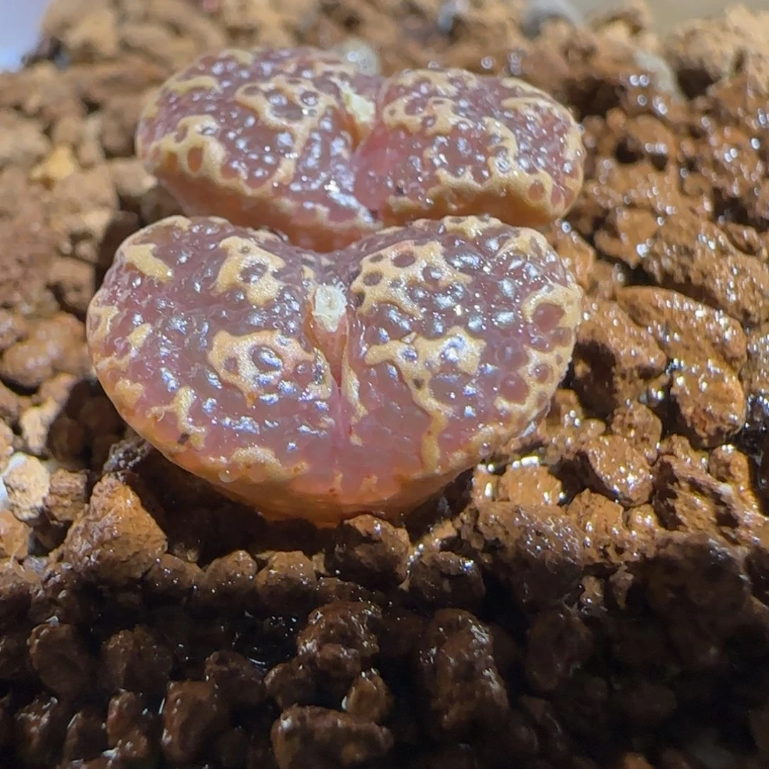 肉锥多肉植物组合-超级泡泡勋1017