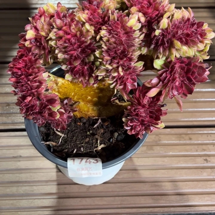 1743荔枝缀化（露养货）