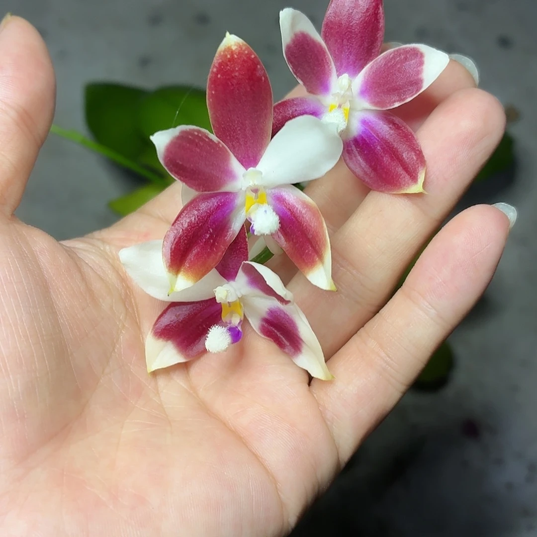 当前无花朵，栽培后可花朵A1633熊猫盾3.5