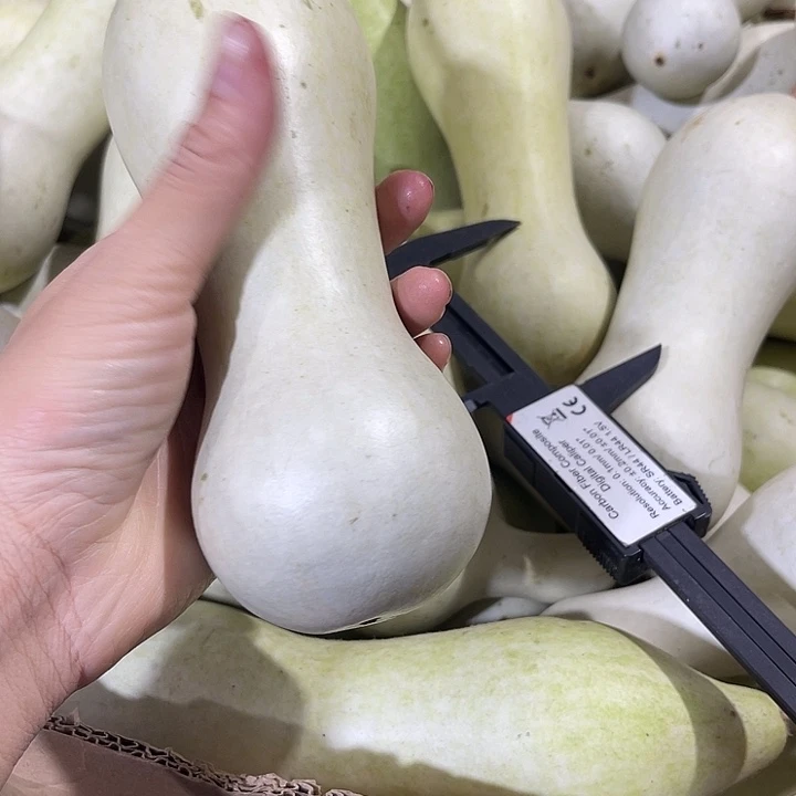 大果紫檀（缅甸花梨）?**?