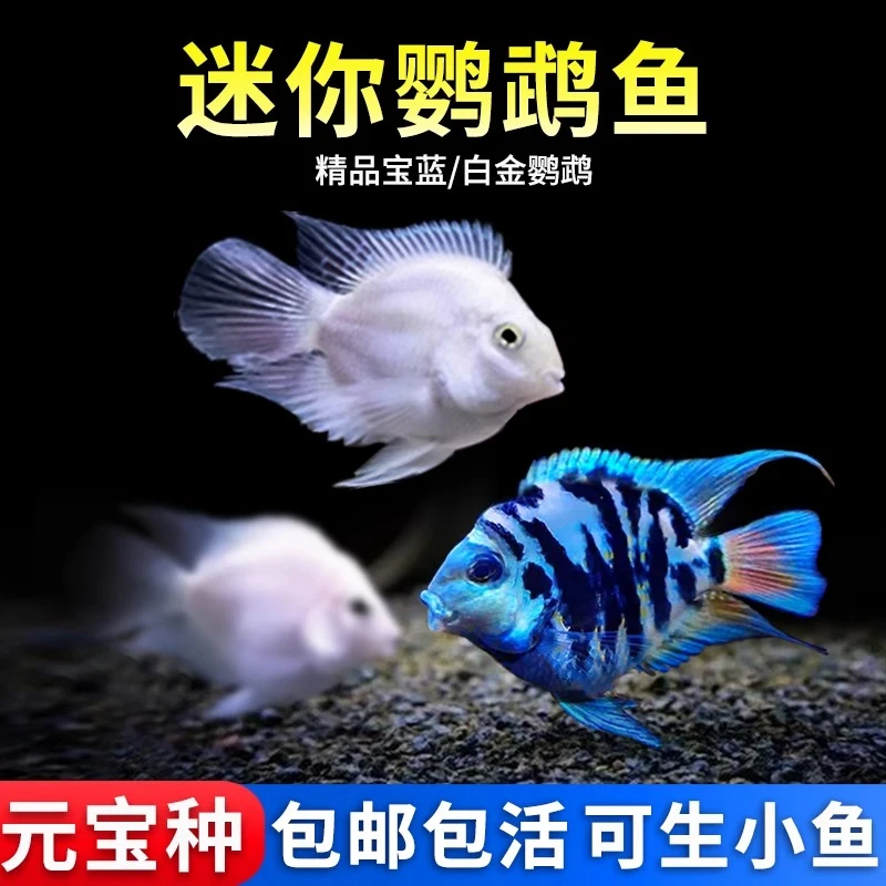 迷你鹦鹉鱼观赏鱼活体淡水鱼苗易养耐活白金宝蓝鹦鹉鱼可繁殖种鱼