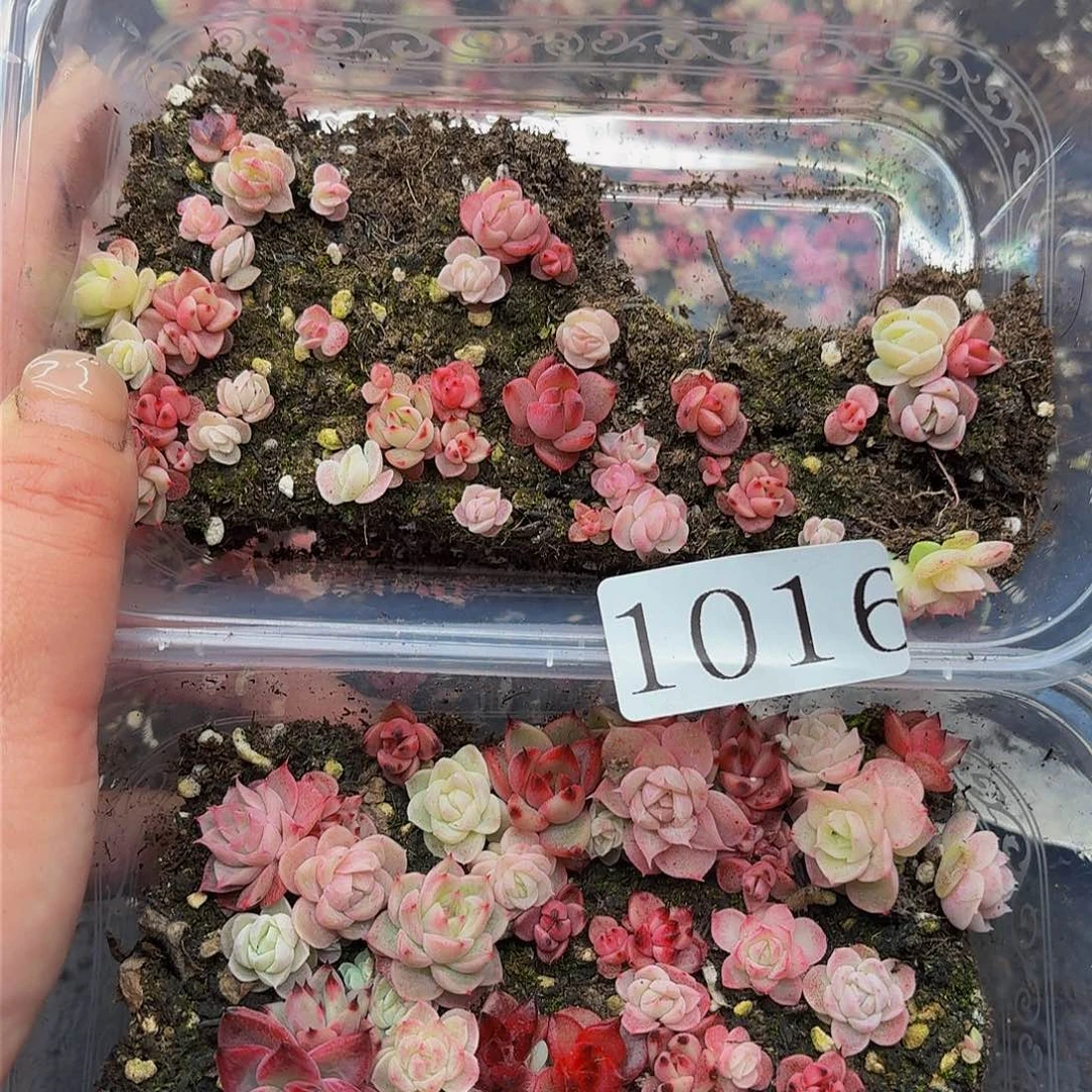 多肉植物多肉植物1016