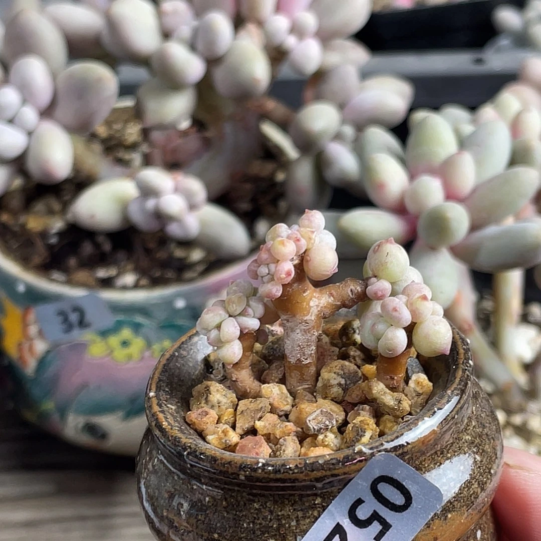 b***纳二代苹果奶酪缀化多肉