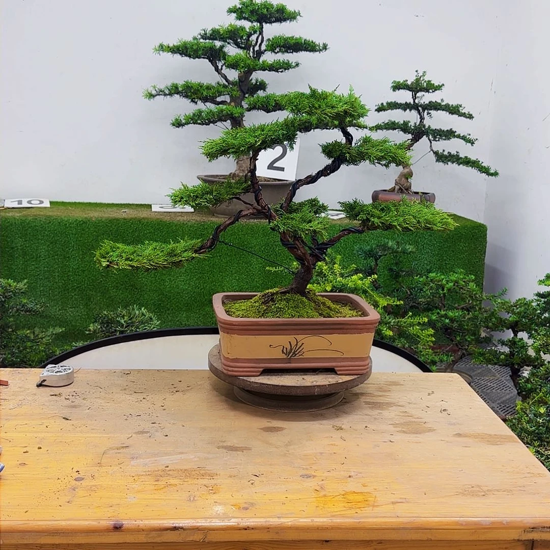 盆景盆景盆景盆景