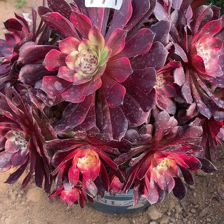 771烟烟对肉植物的