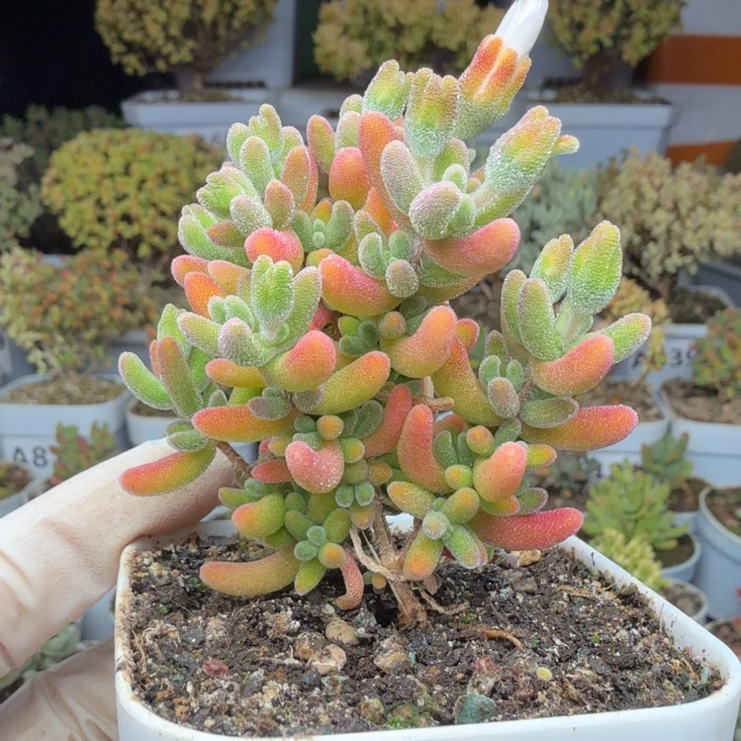 A817红叶枝干一物一拍