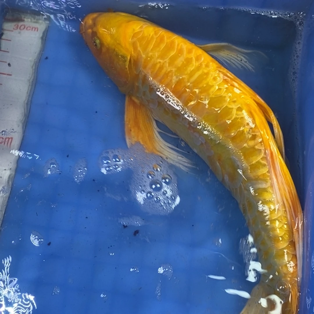 锦鲤冷水锦鲤包邮