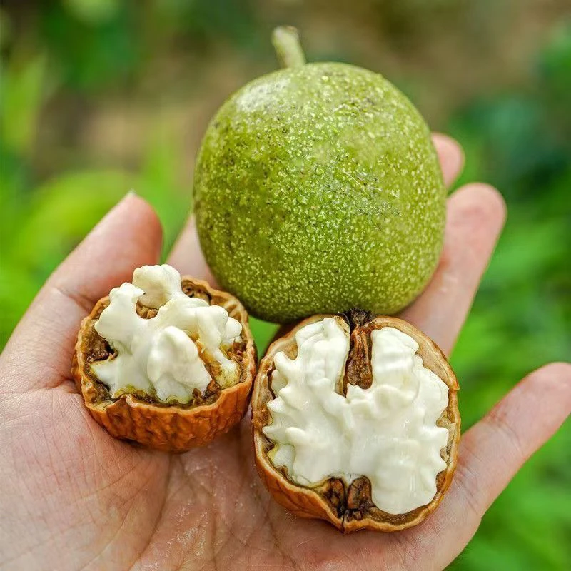 小米核桃青皮现摘现发新鲜香甜可口