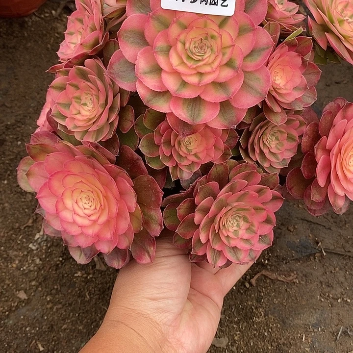多肉植物荔枝686多肉