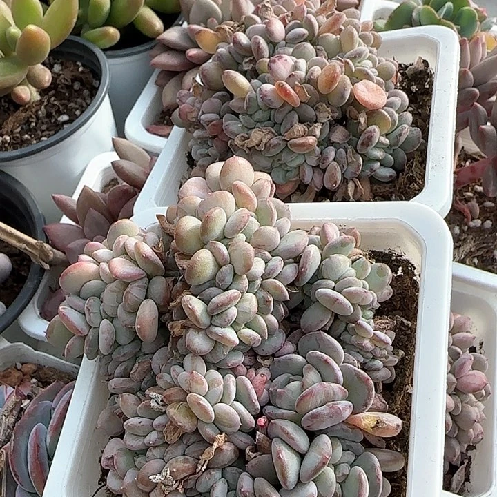 青蛙王子儿童洗发111