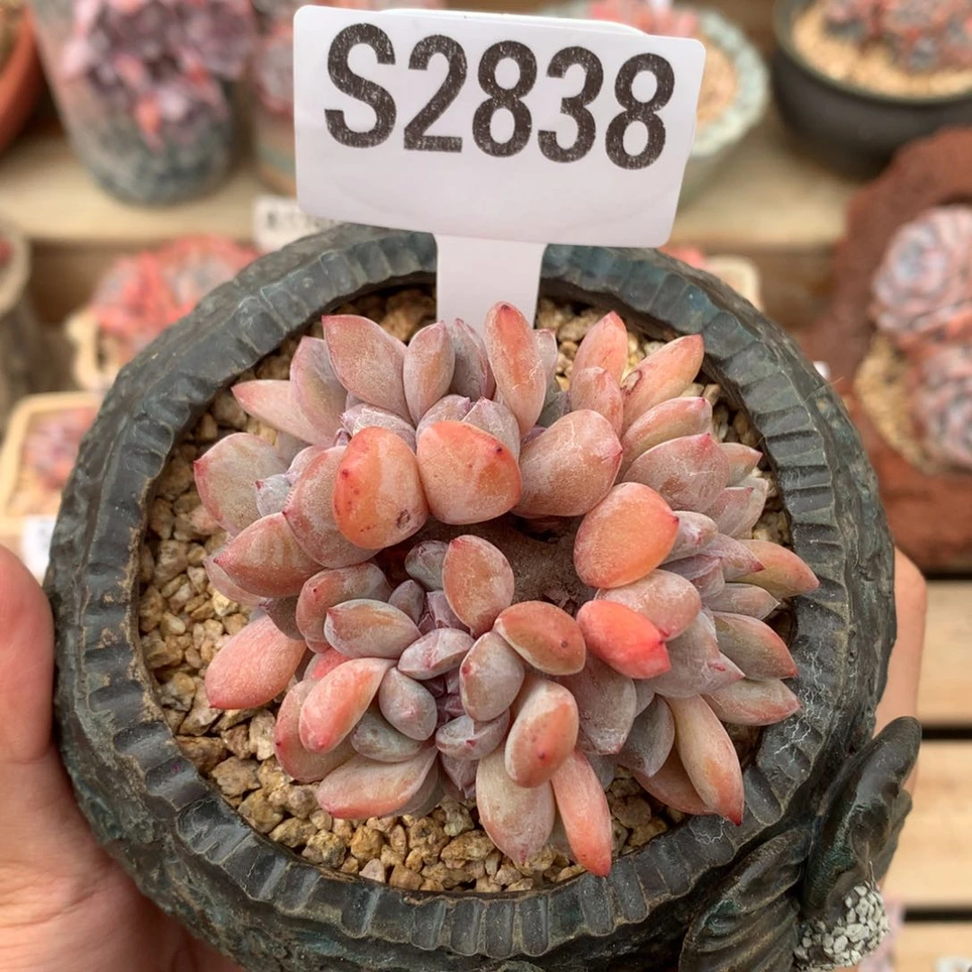 S2838 石榴籽朵缀 有砍不明显 8cm