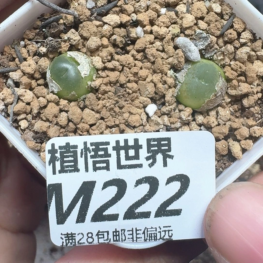 多肉植物的润泽地f