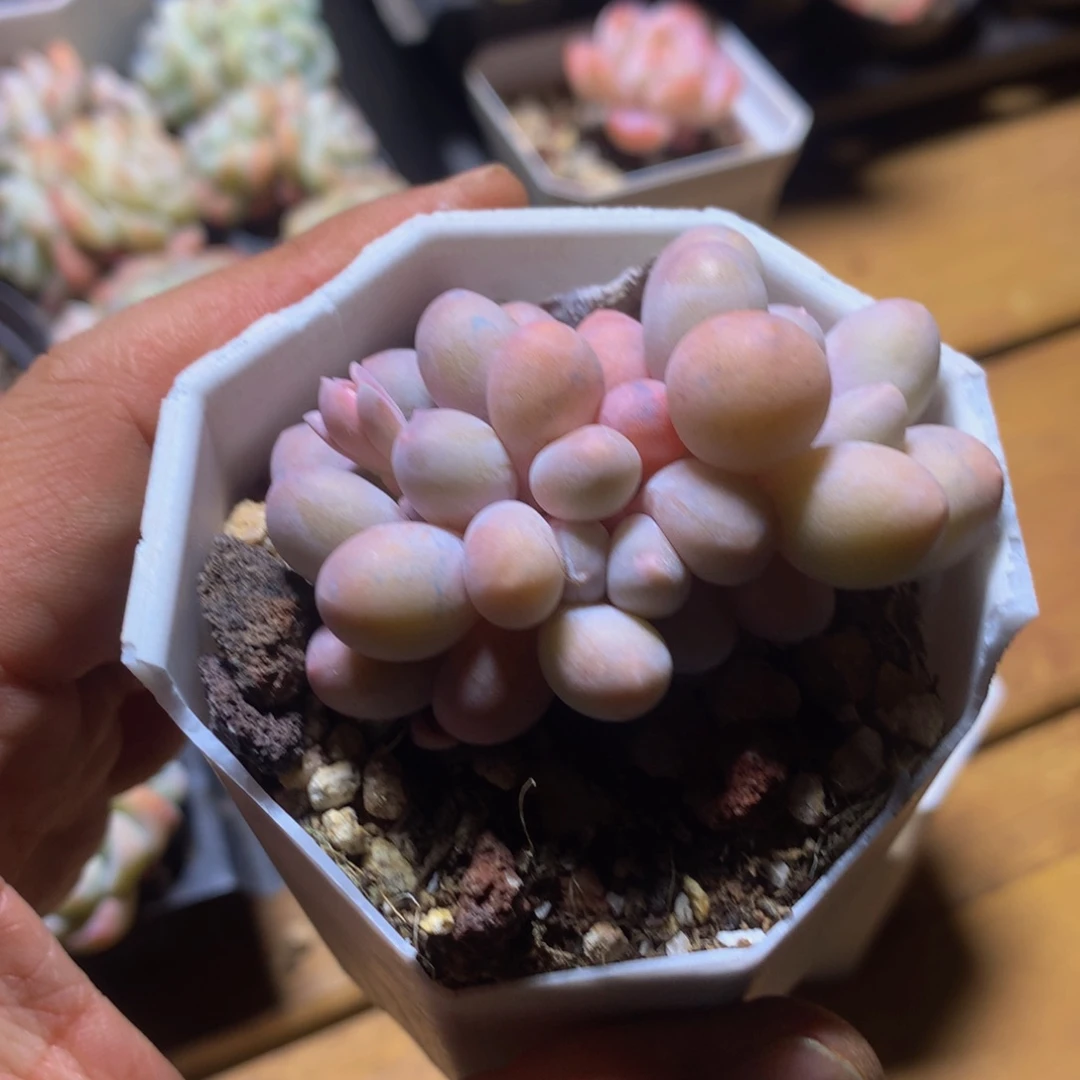 精控汤圆一物一拍多肉