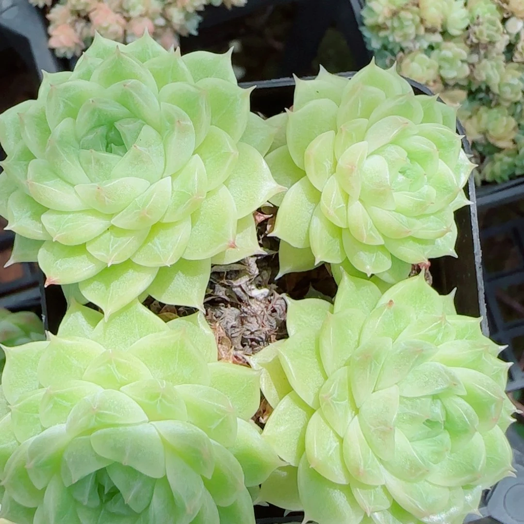 花语逸镜0917-51散